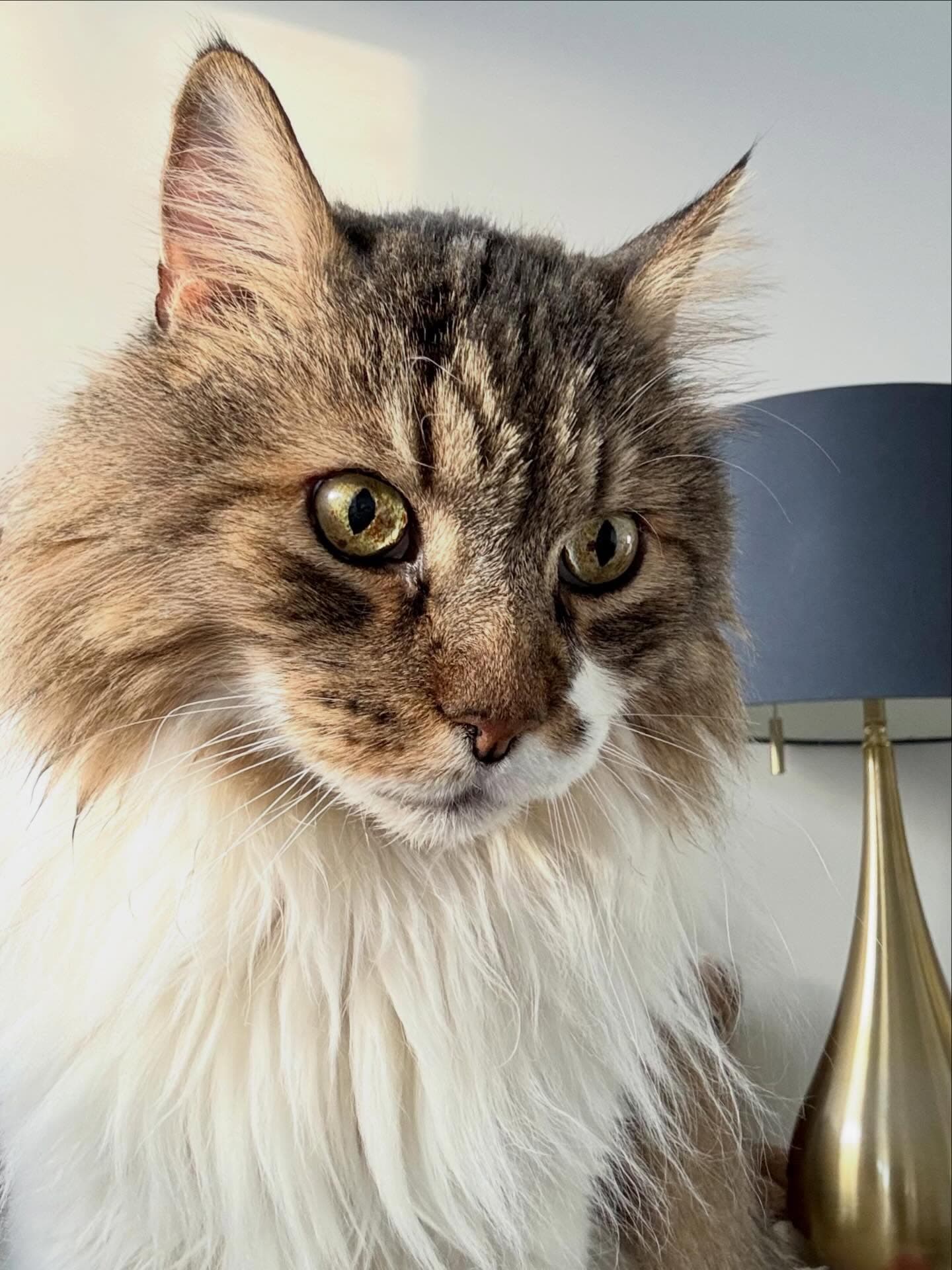 Fred the Maine Coon